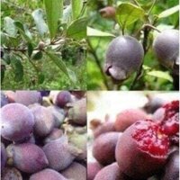 cây sim rừng trưởng thành