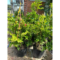 Cây Siro đang trái đỏ chín mọng cao tầm 1m hơn