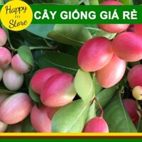 Cây Siro Giống Giá Rẻ Cây Giống Siro Cây Si Rô Cây Si Ro