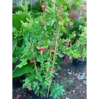 Cây Siro Nhiều Trái Cao 1m2