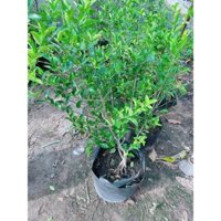 Cây Sơ Ri ( cao 1m) đẹp