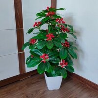 Cây sơ ri cao cấp 80cm kèm chậu siêu đẹp - cây giả ....