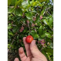 Cây Sơ Ri Thái Ngọt