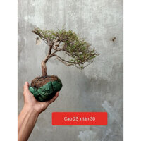 cây sơn liễu biotop bán cạn