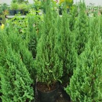 Cây Sơn Tùng ( cao 60cm ) hàng đẹp