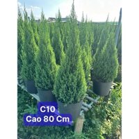 Cây Sơn Tùng Cao 80cm