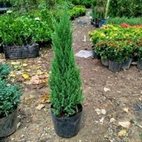 Cây Sơn Tùng (cao 90cm )