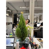 Cây Sơn Tùng - Cây cảnh trong nhà DSFDSF (phuongboutiquedk)