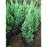 Cây Sơn Tùng - Cây cảnh trong nhà GFH