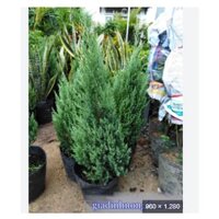 CÂY SƠN TÙNG CÂY CAO 70-90CM