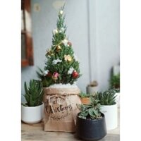 Cây 🌲 Sơn Tùng.... Cây Noenl