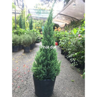 Cây sơn tùng lớn