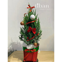 Cây Sơn Tùng Noel