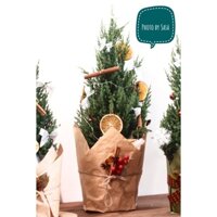 Cây Sơn Tùng Trang Trí