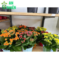 Cây Sống Đời Kép Đẹp(1 chậu)