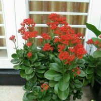 CÂY SỐNG ĐỜI mang lại sức khỏe hạnh phúc và may