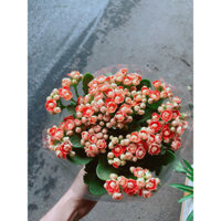 Cây Sống Đời Thái