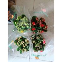 Cây Sống Đời Thái