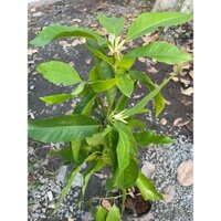 Cây sứ ngọc lan thơm nứt mũi,nhức lỗ tai.