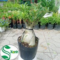 Cây Sứ Thái Ghép Hoa Cánh Kép