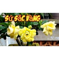 Cây Sứ Thái Hoa Vàng Cánh Kép