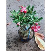 Cây Sứ Thái