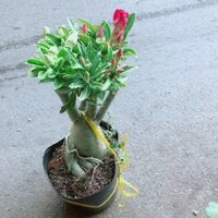 Cây Sứ Thái
