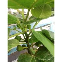 Cây Sung Mỹ - Cây Ăn Quả - H2O Farm + Tặng 01 cây dâu da đất ( bòn bon) ( cây khỏe)