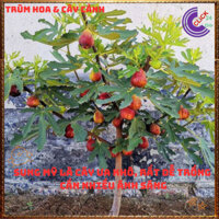 Cây Sung Mỹ Tím Cao Hơn 50cm Nhiều Nhánh Trái Ngọt Mát Rất Ngon⏰TRÙM HOA VÀ CÂY CẢNH