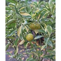 Cây tắc cẩm thạch, cây ăn trái (cao 40cm - 70cm) - Vườn Trung Tâm (Central Garden)