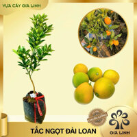Cây tắc ngọt Đài Loan , cây kim quất, trái tròn, ăn ngọt vỏ, ngọt ruột