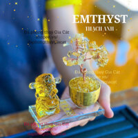 Cây Tài Lộc, Cây Phong thuỷ Đa Th.Anh vàng sdep