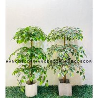 Cây tâm phúc giả, cây si trang trí hằng decor