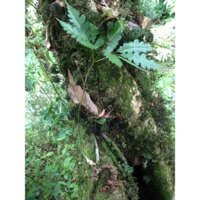 Cây Tam Thất Hoang Lai Châu