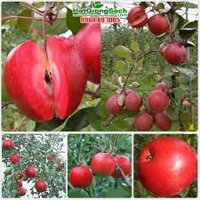 Cây Táo đỏ lùn giống F1 (tân thuân shop 47)