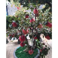 Cây Táo đỏ lùn giống F1