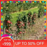 Cây táo đỏ mỹ +Tặng 02 cây nhót ngọt