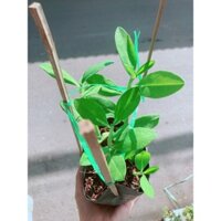 Cây Thạch Anh Hàng Mới