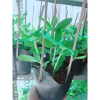 Cây Thạch Anh Hàng Mới