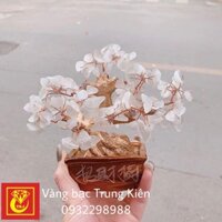 Cây thạch anh tài lộc