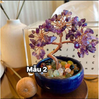 Cây thạch anh tím