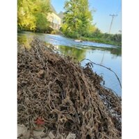 Cây thạch đen sương sáo Cao Bằng kèm công thức nấu chuẩn ngon 1kg