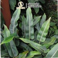 Cây Thạch Vĩ Khô SATOSO Hỗ Trợ Thanh Lọc Cơ Thể, Tốt Cho Đường Tiết Niệu Gói 500g