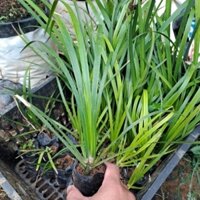 cây thạch xương bồ (3 bầu)  cây mọc trên đá hay đất cây khỏe và bền, shop cây giống, hạt giống
