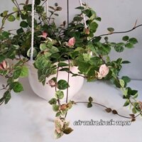 Cây thằn lằn cẩm thạch, cây thằn lằn bông