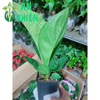 Cây Thần Tài Mang Lại May Mắn