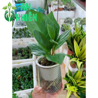 Cây Thần Tài Trồng Thủy Sinh