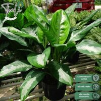 Cây Thanh Lam (Size Lớn) - cây cảnh thanh lọc không khí, may mắn và bình an