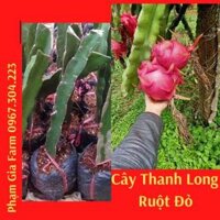 Cây thanh long ruột đỏ sai trái dễ trồng