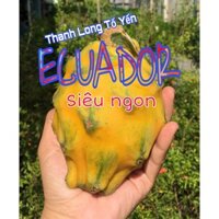 Cây Thanh long tổ yến Ecuador